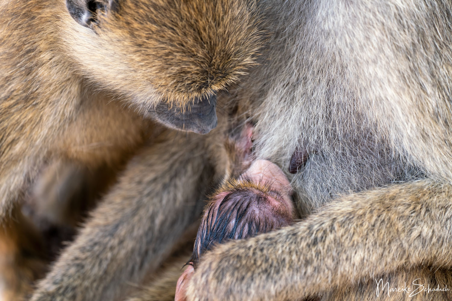 Baboon baby sucking- Steppenpavian - Gelber Pavian (P. cynocephalus)