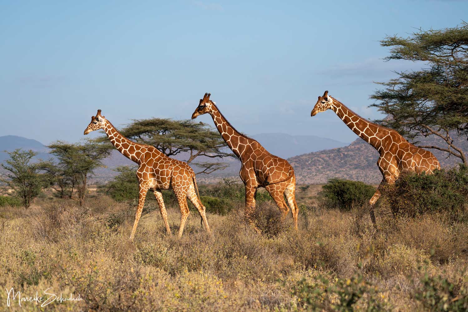 Reticulated Giraffes Samburu National Park - Netzgiraffe (Giraffa camelopardalis reticulata)