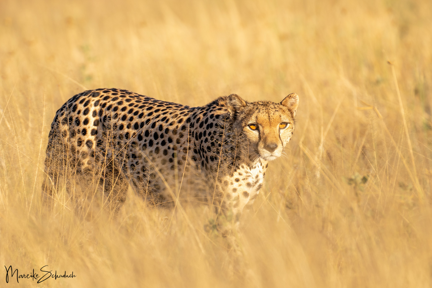 Cheetah, Samburu National Park Kenya (Acinonyx jubatus) Gepard