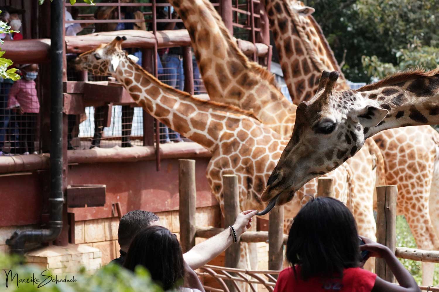 Giraffe Centre Nairobi - Rothschild's giraffe (Giraffa camelopardalis rothschildi)- Rothschild Giraffe