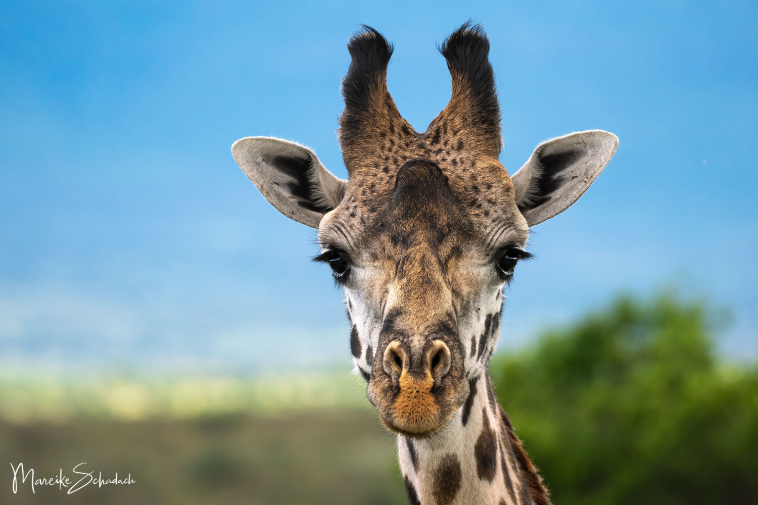 Portrait of a Massai-Giraffe (Giraffa tippelskirchi) in the Masai Mara, Kenya