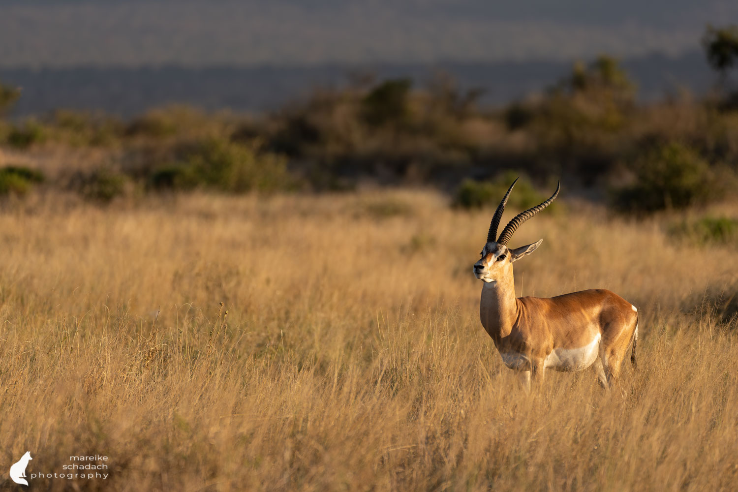 gazelle-samburu