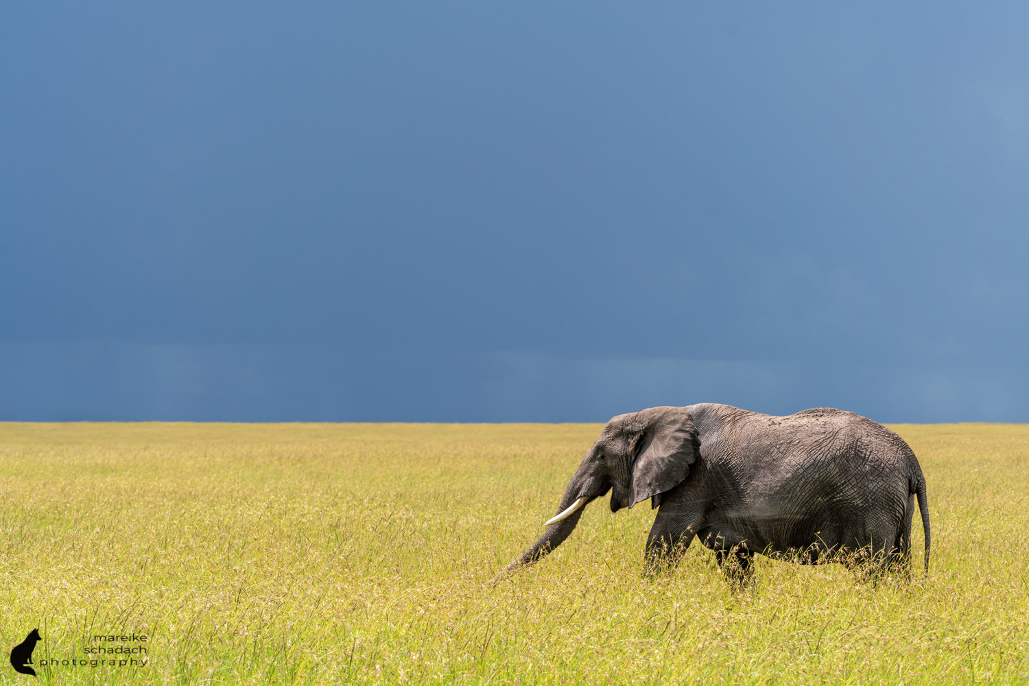 Elephant in Masai Mara