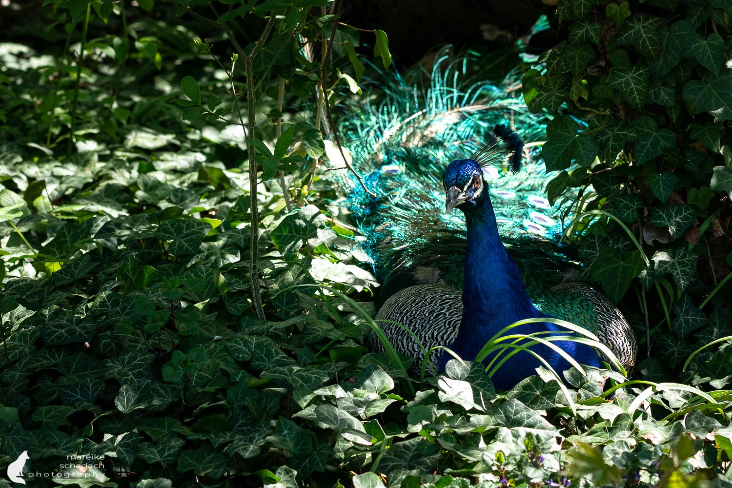 Blue Peacock on Peacock Island in Berlin