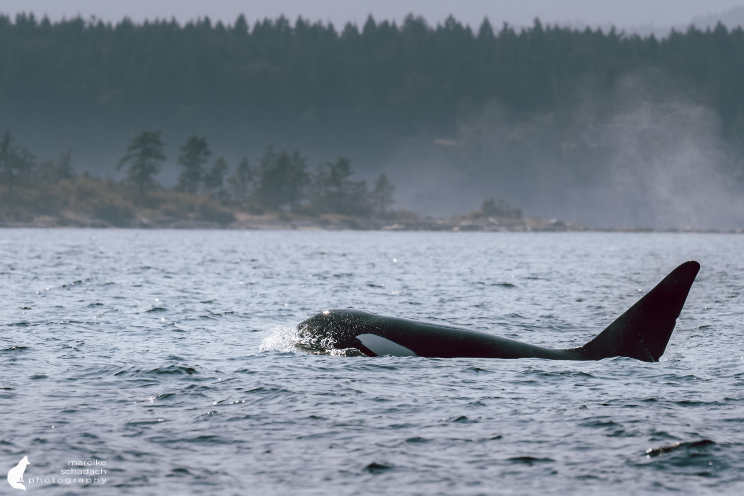 Orca Whale (orca orcinus)