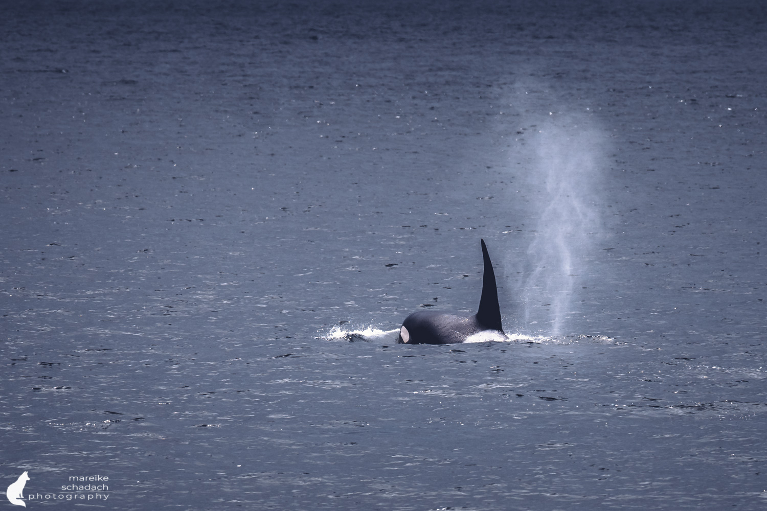 Orca (orca orcinus), Killerwal