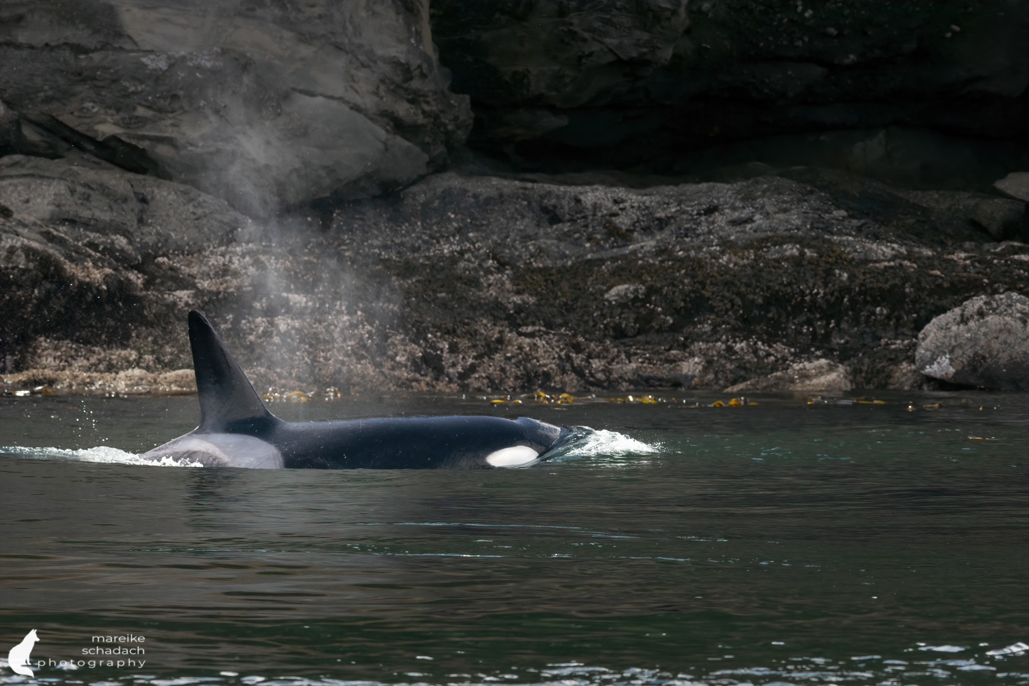 Orca Whale San Juan Island