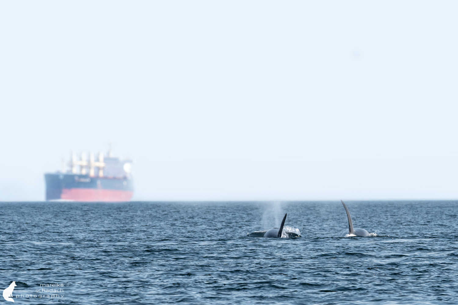 Transient Orcas in the Haro-Strait