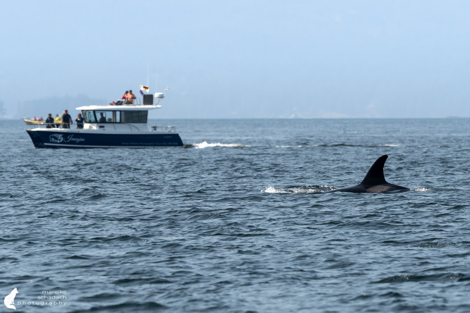 Orca Whale Watching San Juan Islands