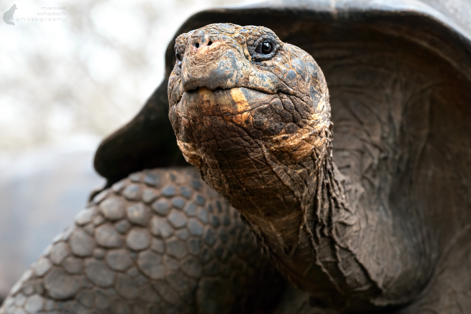 Giant Tortoise on San Cristóbal Galapagos