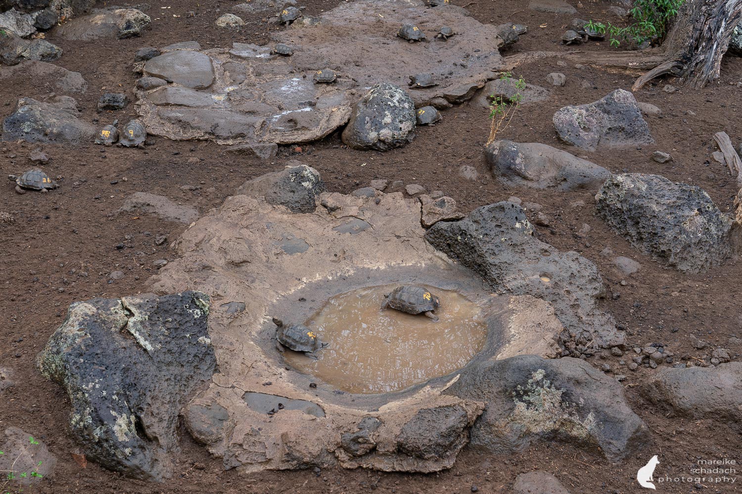 baby Giant Tortoises Galapagos