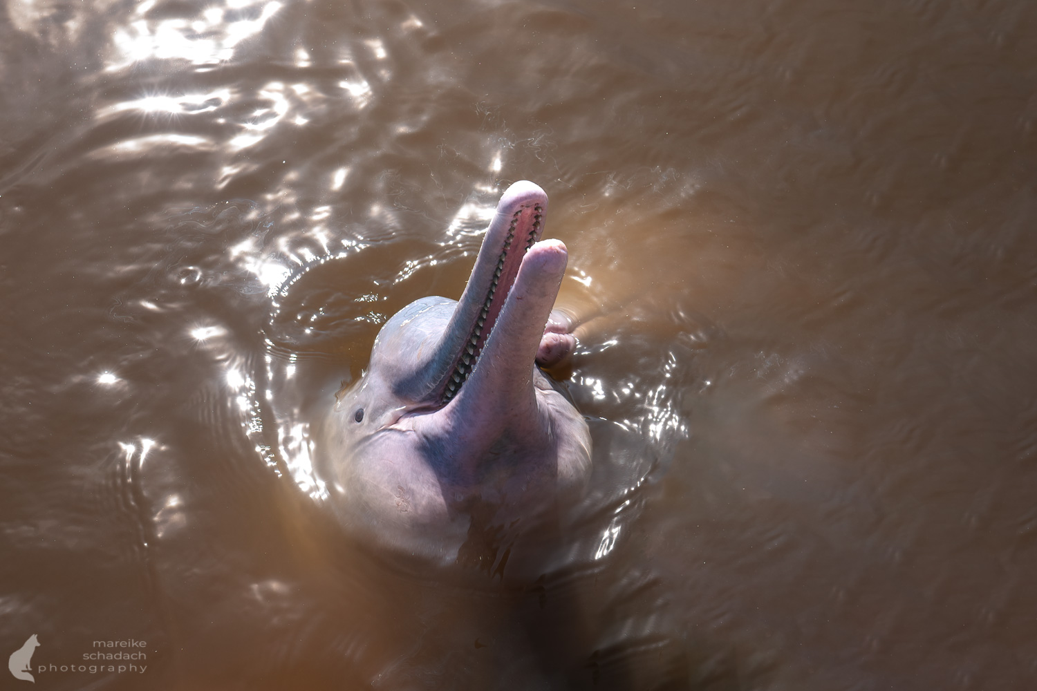 portrait-pink-river-dolphin-ecuador